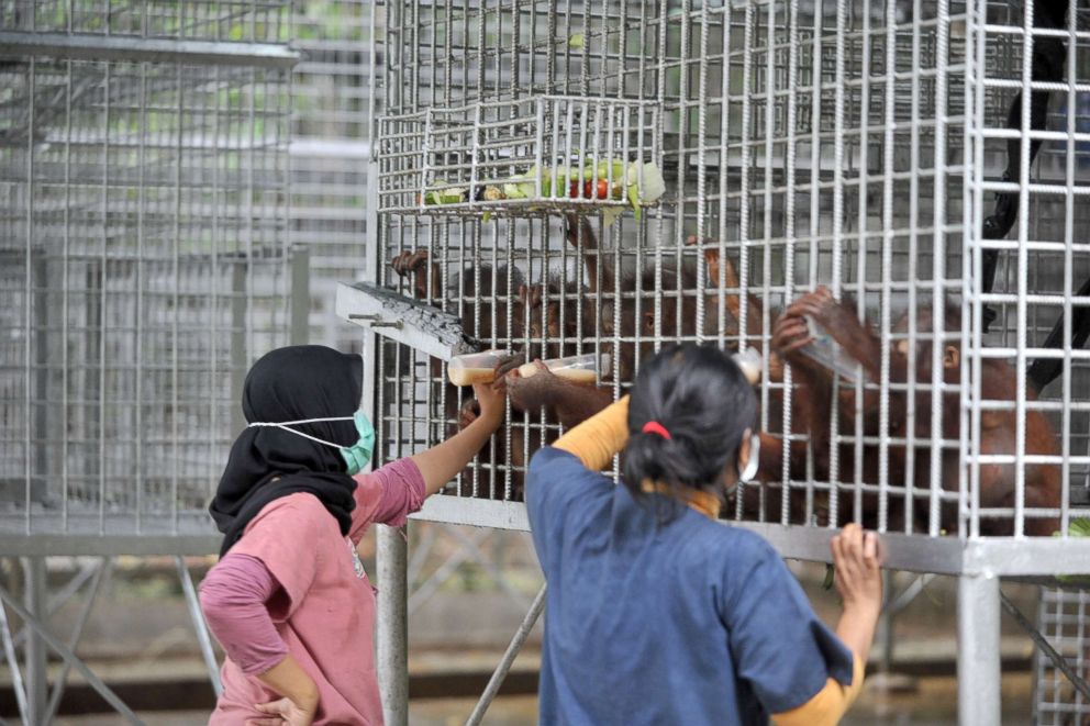 PHOTO: Keepers give orangutan babies milk and food at the International Animal Rescue (IAR) Orangutan Safety and Conservation Center, Ketapang, West Kalimantan, Sept., 18, 2018, in Indonesia.