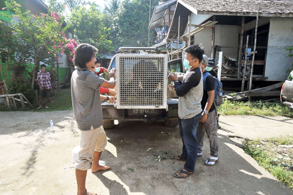 PHOTO: Residents and park employees bring a cage containing an orangutan in Bukit Baka Bukit Raya National Park, Sept. 12, 2018, in Indonesia.