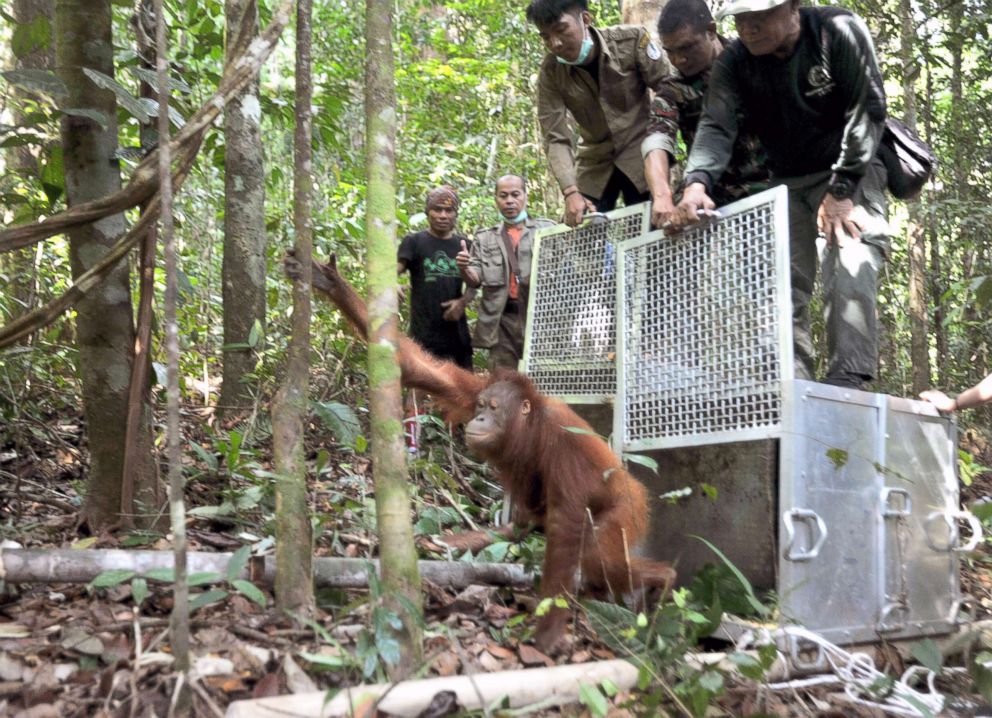 PHOTO: Orangutans are being released and climb up to the tree tops in the forest of Bukit Baka Bukit Raya National Park, in West Kalimantan, Sept. 14, 2018, in Indonesia.