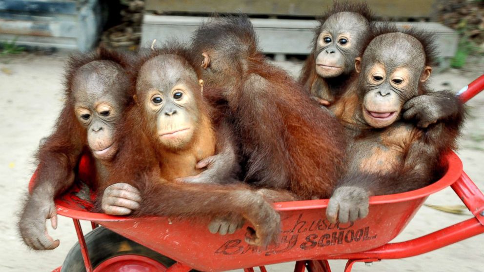 Keepers bring orangutan babies with wheelbarrows at a forest school in International Animal Rescue (IAR) Orangutan Safety and Conservation Center, Ketapang, West Kalimantan, Sept. 18, 2018, in Indonesia.