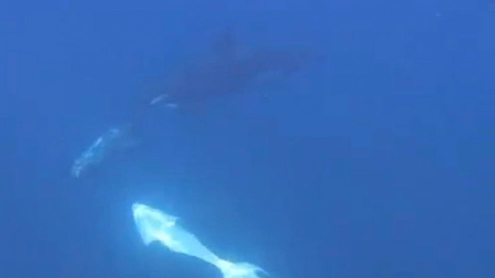 PHOTO: Video shows orca whales engaging in "ram-to-fragment” behavior with a giant sunfish in the Gulf of California.