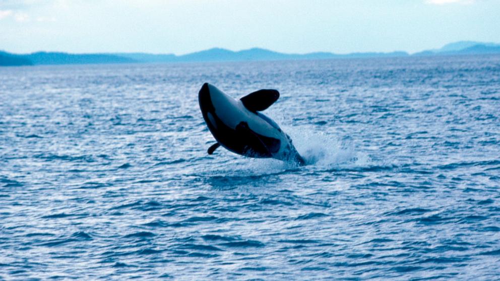 مجموعة من الحيتان القاتلة تهاجم وتغرق يختًا بطول 50 قدمًا في مضيق جبل طارق
