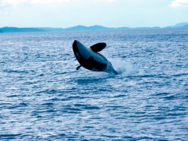 Killer whales attack and sink 50-foot yacht in Strait of Gibraltar: Spanish officials