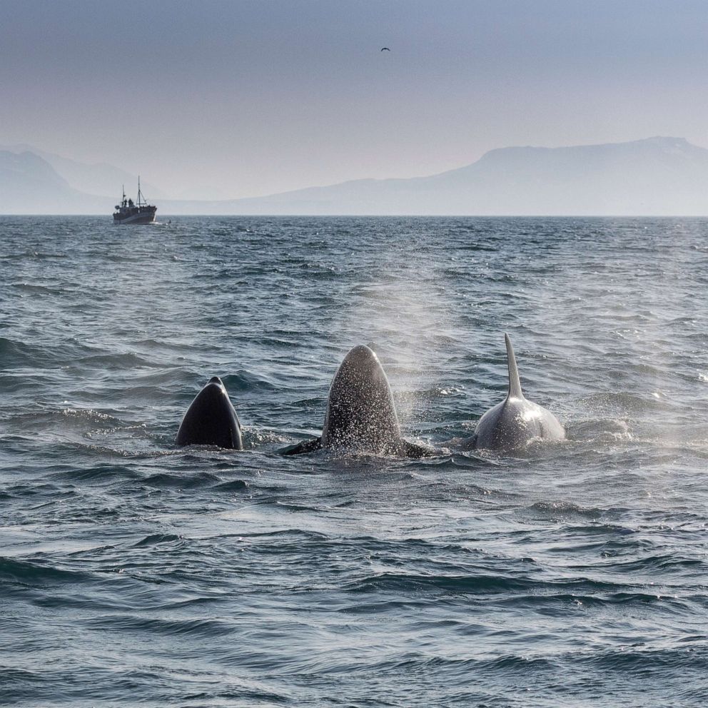 PHOTO: Pod of orca whales feeding on herring in Breidafjordur, near Grundarfjordur on Snaefellnes Peninsula, Iceland