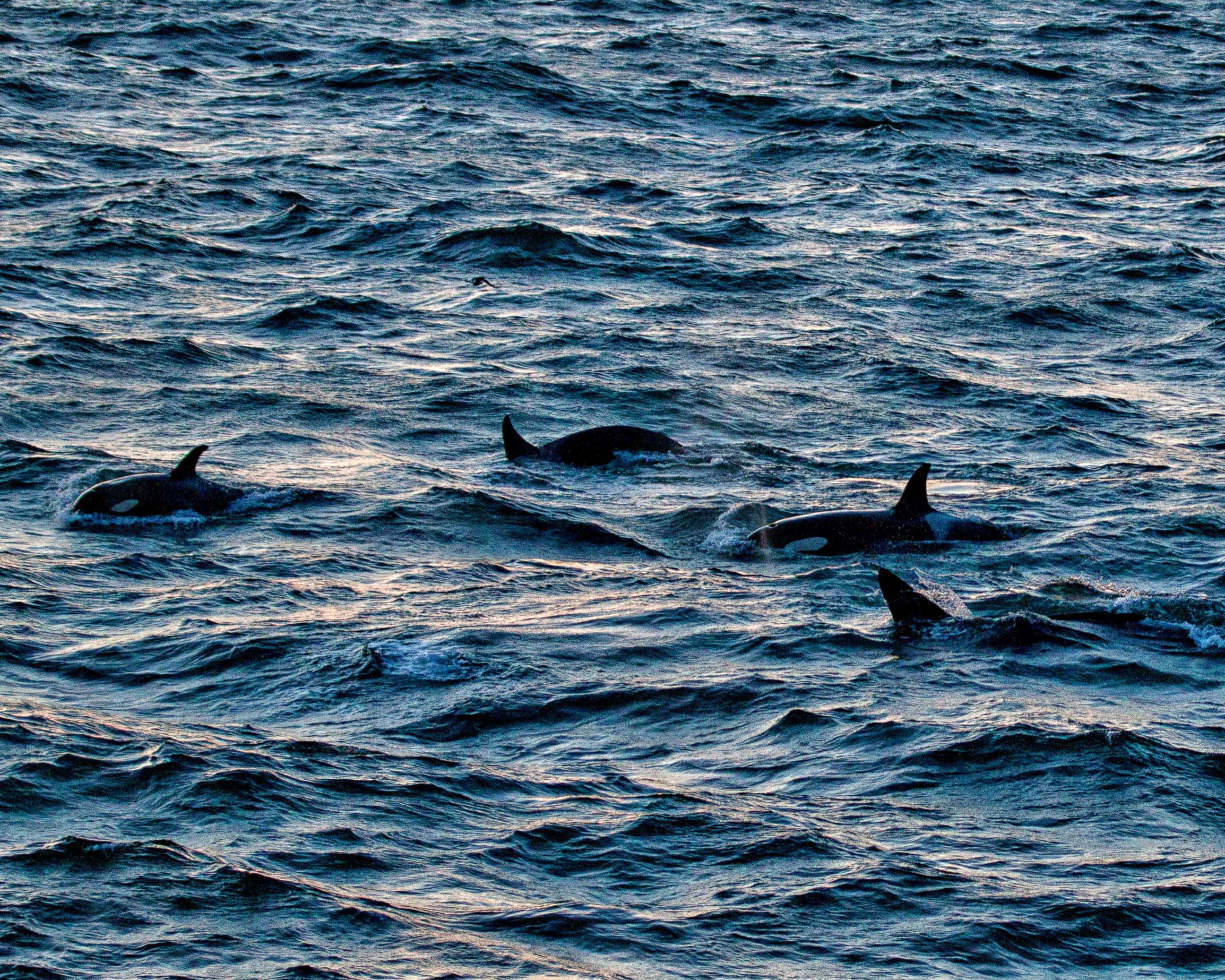 PHOTO: The dorsal fins and backs of a pod of killer whale breaks the surface of the icy waters of the Denmark Strait, off the Westfjords peninsula of Iceland.