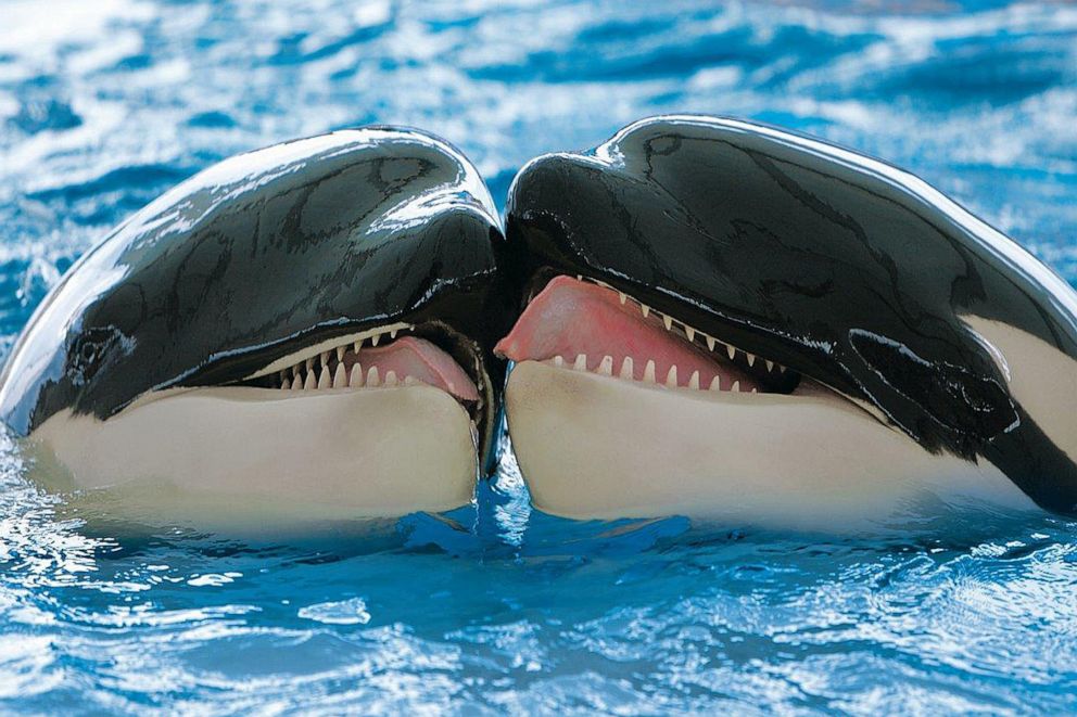 PHOTO: Orcas are seen here in captivity at the Loro Parque Zoo in Puerto de la Cruz, Spain.