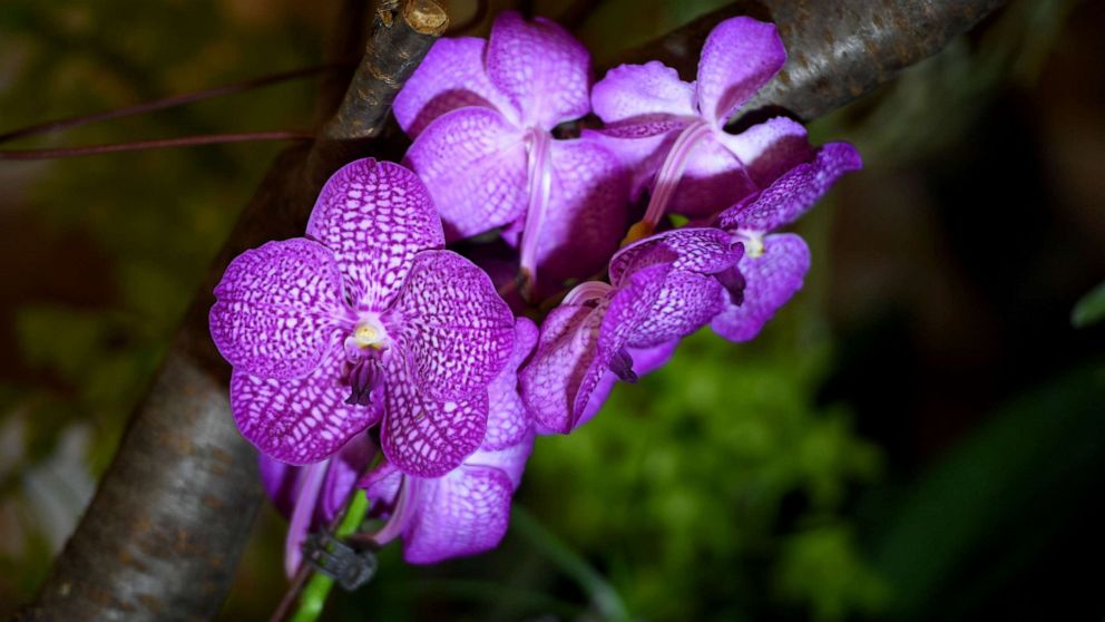 PHOTO: A picture taken on March 21, 2019 shows a phalaenopsis hybrid orchid on display at the Museum and Library of Hungarian Agriculture during the "Orchids of Asia" exhibition in Budapest.