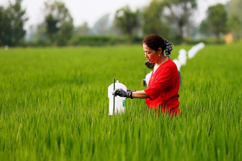 PHOTO: A worker removes bugs from a trapping machine at a family farm in Suqian, Jiangsu Province, China, Aug. 16, 2021.