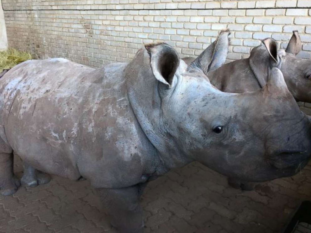 PHOTO:  Poaching incidents are up by more than 8,000 percent across South Africa, from 13 cases in 2007 to nearly 1,100 in 2016. On average, three to five white rhinoceros are killed every day, leaving babies orphaned.