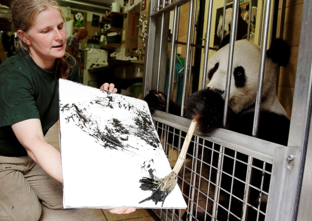 PHOTO: Giant Panda Yang Yang uses finger paint and a brush to create a picture at Schoenbrunn Zoo in Vienna, Austria, Aug. 10, 2018. 