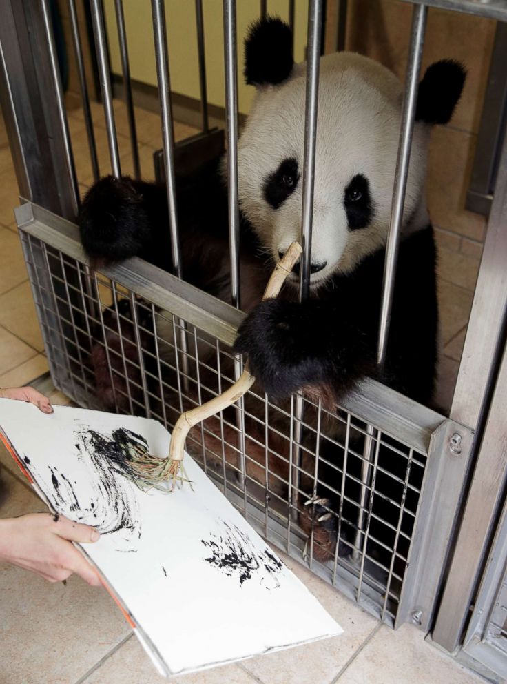 PHOTO: Giant Panda Yang Yang uses finger paint and a brush to create a picture at Schoenbrunn Zoo in Vienna, Austria, Aug. 10, 2018.