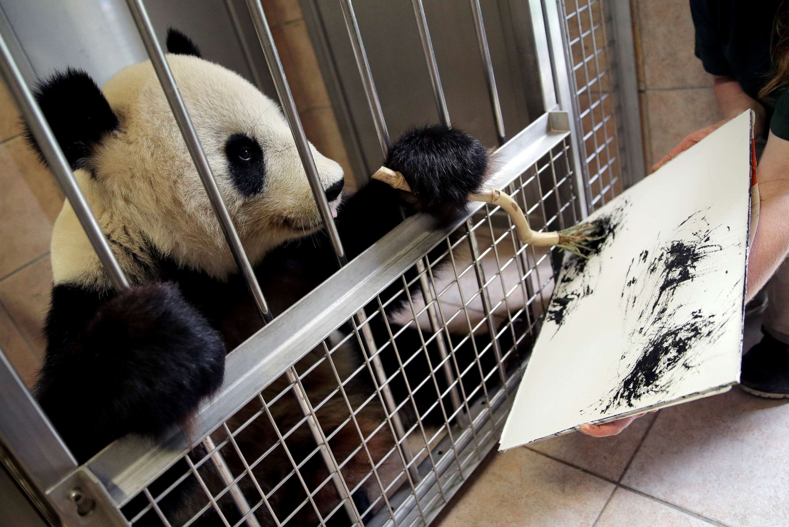 PHOTO: Giant Panda Yang Yang uses finger paint and a brush to create a picture at Schoenbrunn Zoo in Vienna, Austria, Aug. 10, 2018. 