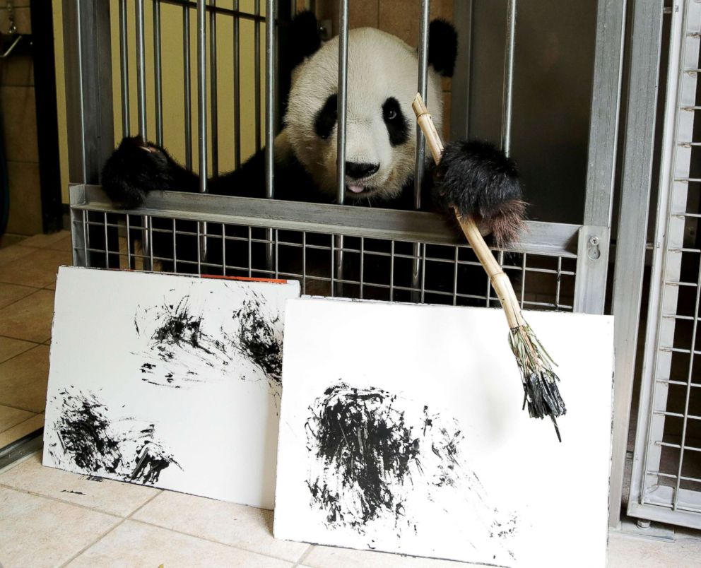 PHOTO: Giant Panda Yang Yang holds a brush behind pictures it painted at Schoenbrunn Zoo in Vienna, Austria, Aug. 10, 2018.