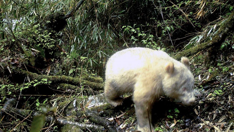 PHOTO:A rare all-white giant panda has been photographed for the first time in southwestern China, according to a statement by local authorities in this April 20, 2019 photo released on May 25, 2019.