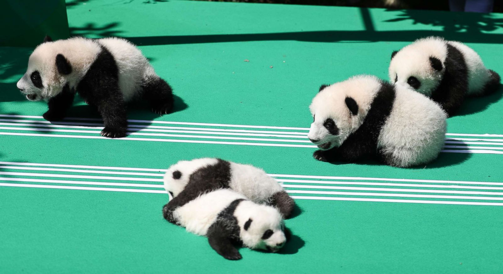 Adorable pandas play in China