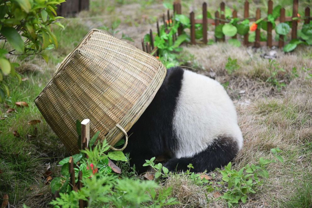 PHOTO: A panda plays with a basket 'goal' during a simulated soccer match at the Shenshuping Base of the China Conservation and Research Centre for the Giant Panda in Wenchuan, China, June 10, 2018, as the World Cup gets underway in Russia.