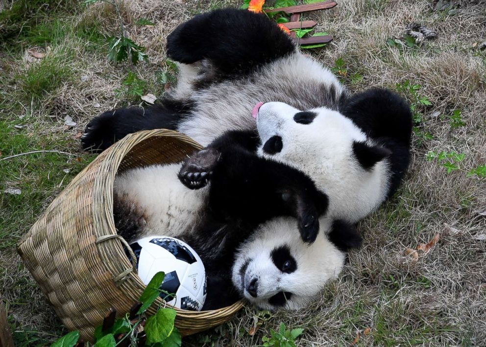 PHOTO: Giant panda cubs play 'soccer' at Shenshuping Base of the China Conservation and Research Centre for the Giant Panda in Wenchuan, China, June 10, 2018.