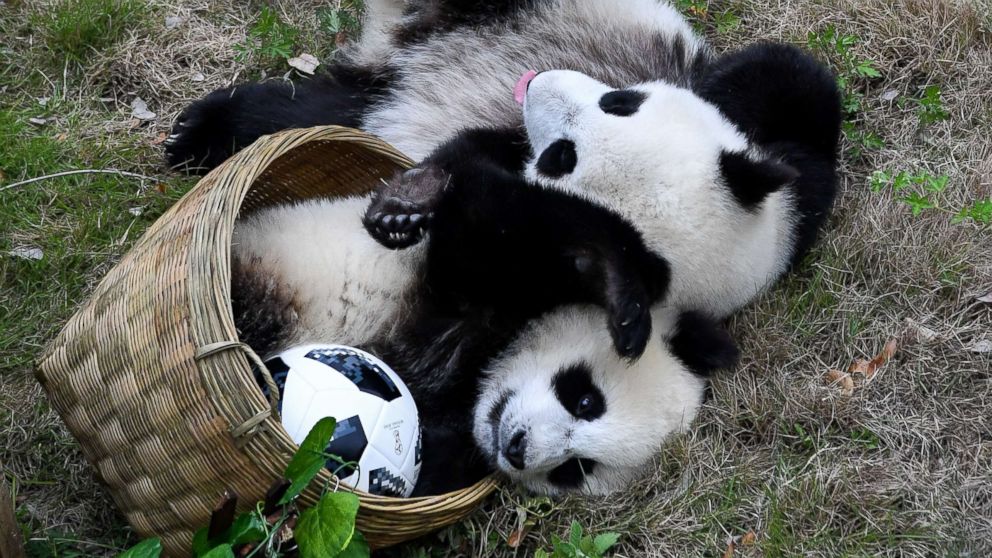 Giant panda cubs play 'soccer' at Shenshuping Base of the China Conservation and Research Centre for the Giant Panda in Wenchuan, China, June 10, 2018, as the World Cup gets underway in Russia.
