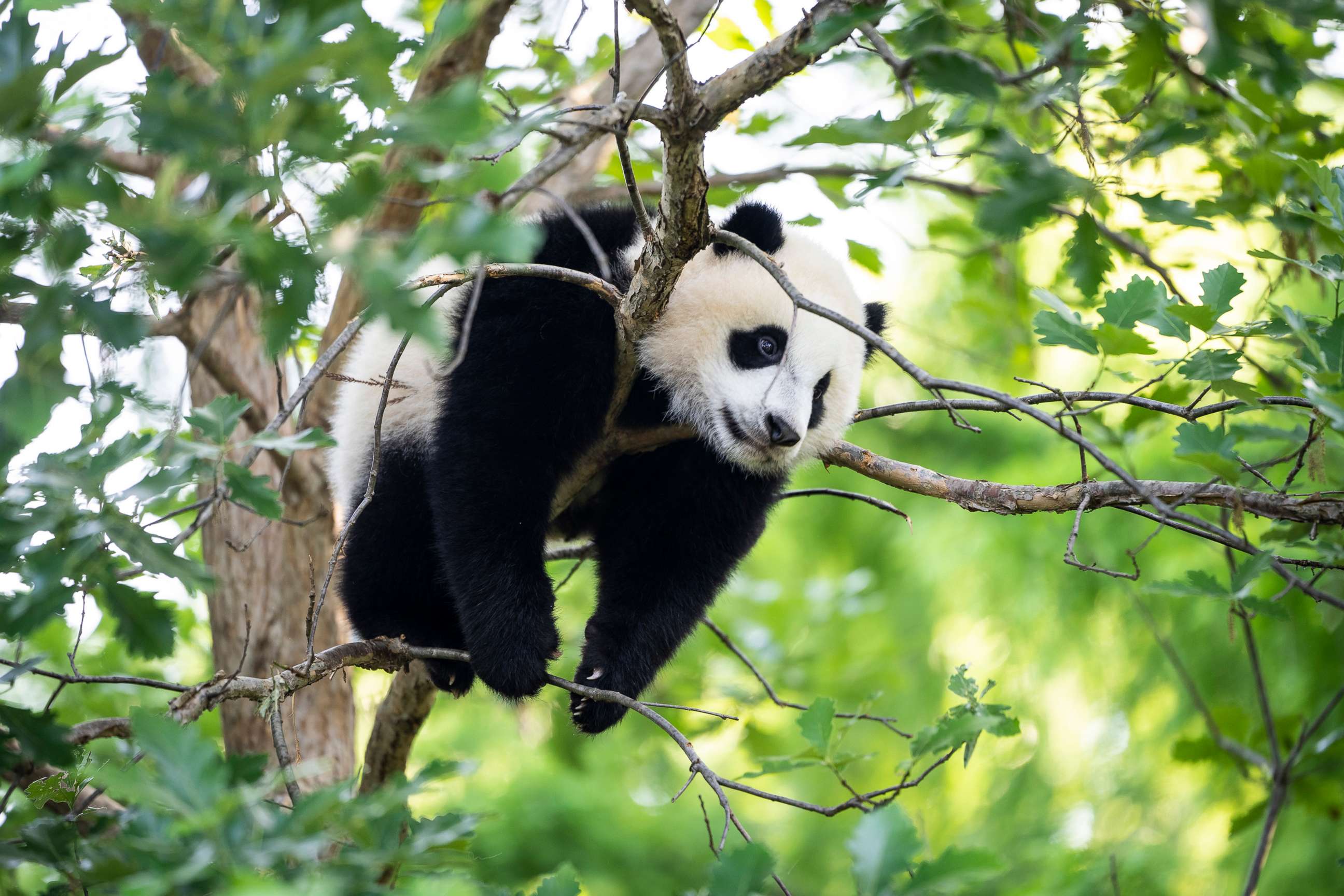 PHOTO: Nine-month-old male giant panda cub Xiao Qi Ji climbs in a tree at the Smithsonian National Zoon on May 19, 2021, in Washington, D.C.