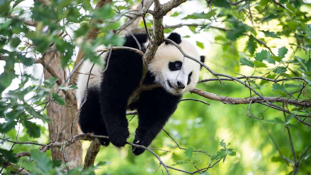 PHOTO: Nine-month-old male giant panda cub Xiao Qi Ji climbs in a tree at the Smithsonian National Zoon on May 19, 2021, in Washington, D.C.