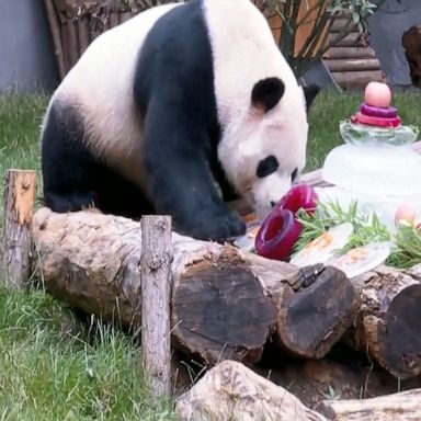 Mao Zhu was in for a treat for its sixth birthday, enjoying an ice cake with fruits and vegetables and celebrating the day with more than 50 residents and tourists.