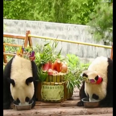 Jiajia and Yuanyuan celebrated their first birthday at a breeding center in China's Shaanxi province.