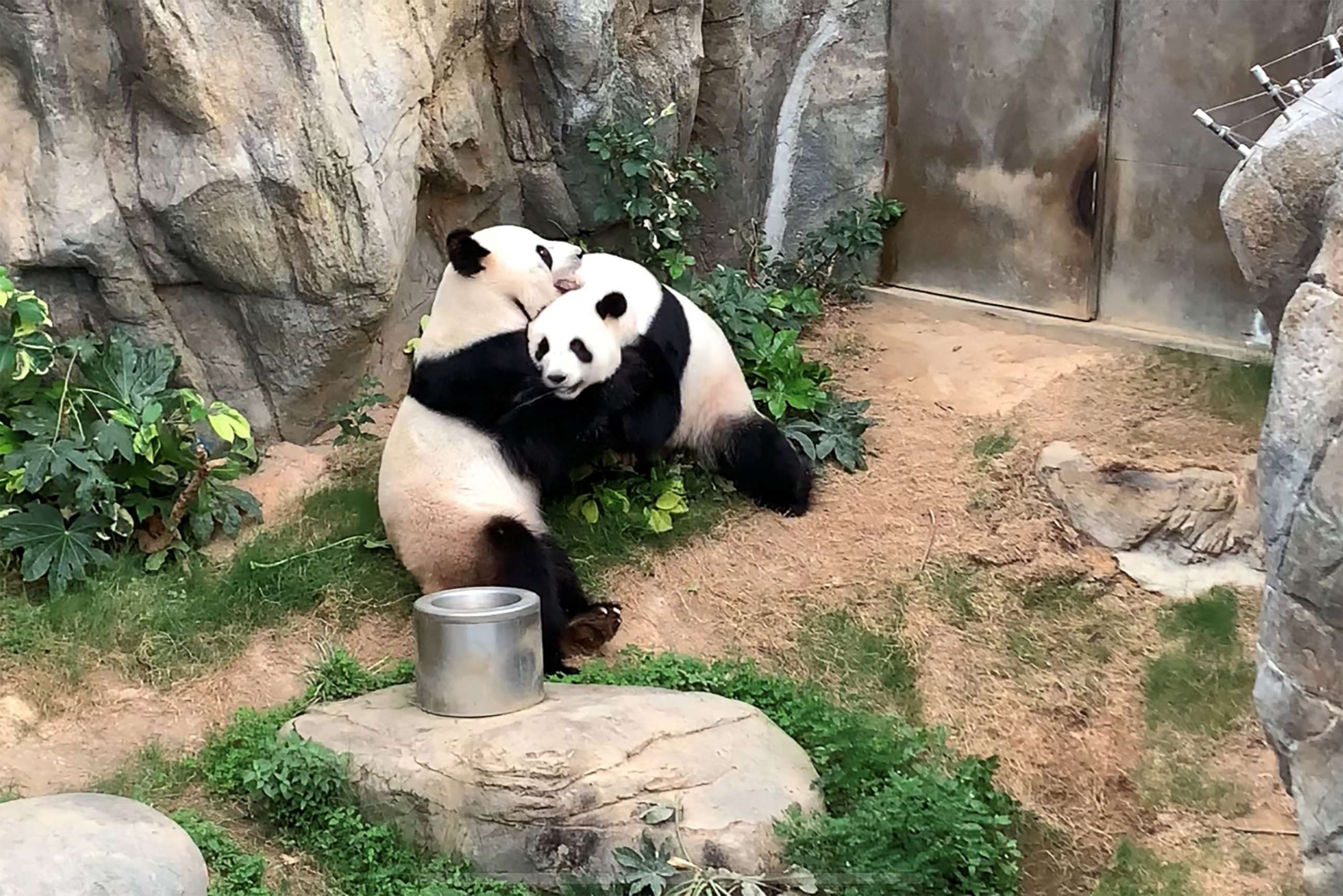 PHOTO: Giant pandas Ying Ying and Le Le before mating at Ocean Park in Hong Kong on April 6, 2020.