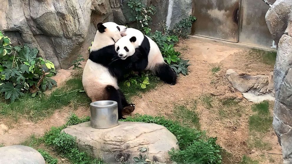 Pandas mate for the 1st time in 10 years after zoo closes to public over  coronavirus - ABC News