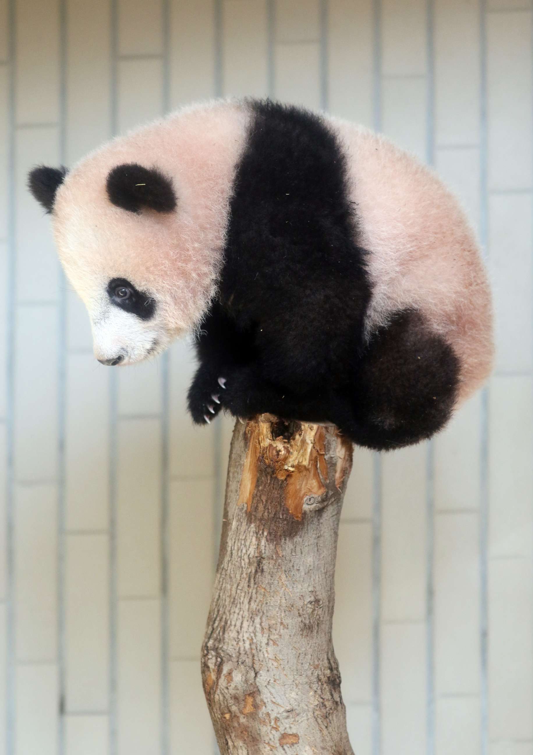 PHOTO: Female giant panda cub Xiang Xiang climbs a tree at a press preview at the Ueno Zoological Gardens in Tokyo, Dec. 18, 2017.