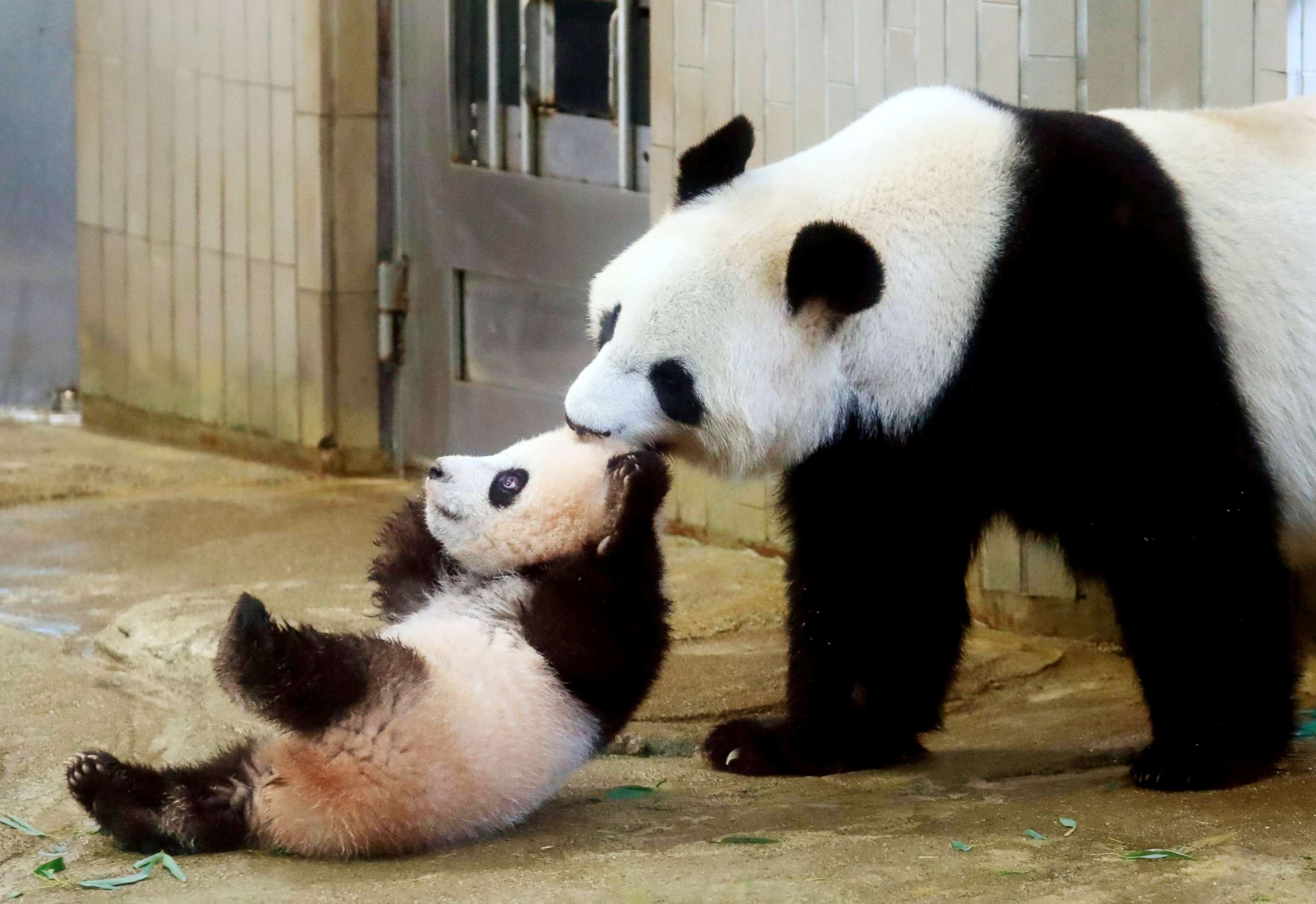 PHOTO: Giant panda cub Xiang Xiang, left, is pulled by her mother Shin Shin at Ueno Zoo in Tokyo, Dec. 19, 2017.