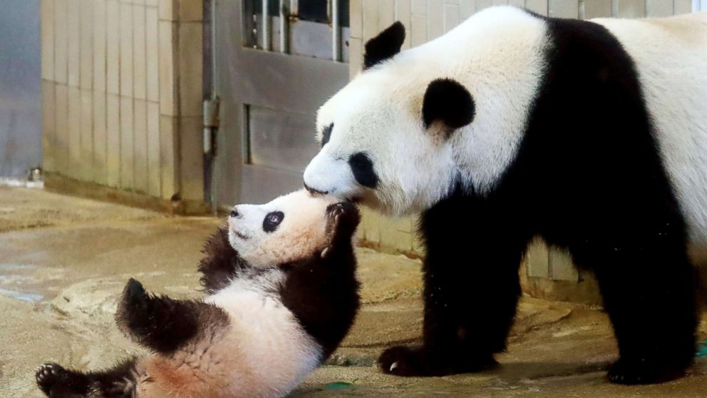 PHOTO: Giant panda cub Xiang Xiang, left, is pulled by her mother Shin Shin at Ueno Zoo in Tokyo, Dec. 19, 2017.