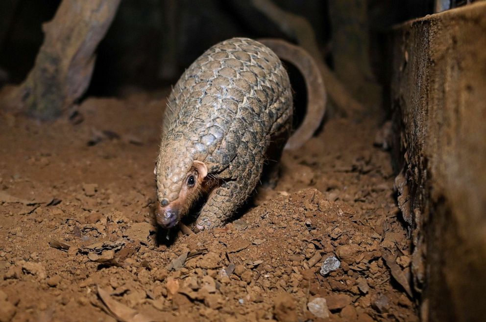 PHOTO: A pangolin emerges from an underground tunnel at Save Vietnam's Wildlife, a pangolin conservation program inside the Cuc Phuong National Park in northern province of Ninh Binh, Sept. 14, 2020.