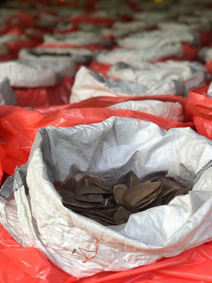 PHOTO: This Monday, July 22, 2019, photo released by National Parks Board shows pangolin scales in bags in Singapore. Singapore has seized nearly 10 tons of elephant ivory and about 12 tons of pangolin scales belonging to around 2,000 of the mammals.
