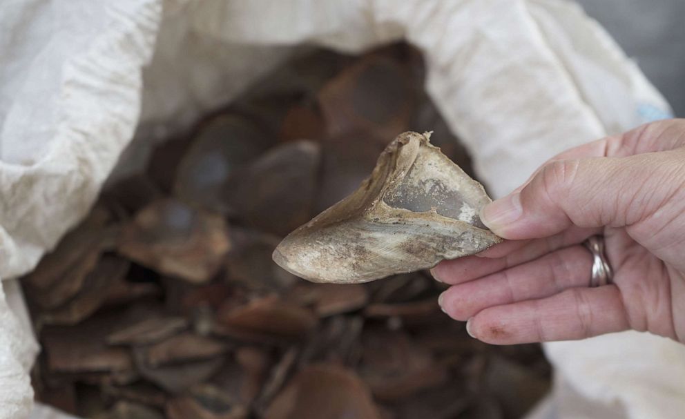 38 7 Million Worth Of Pangolin Scales Seized In Singapore Abc News