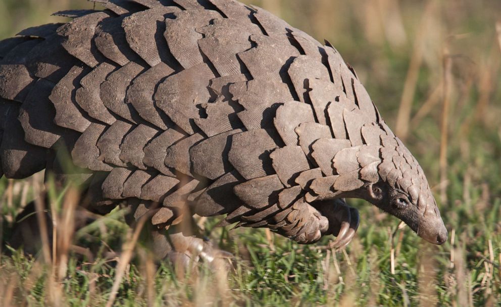 PHOTO:A stock photo of  a wild Pangolin.