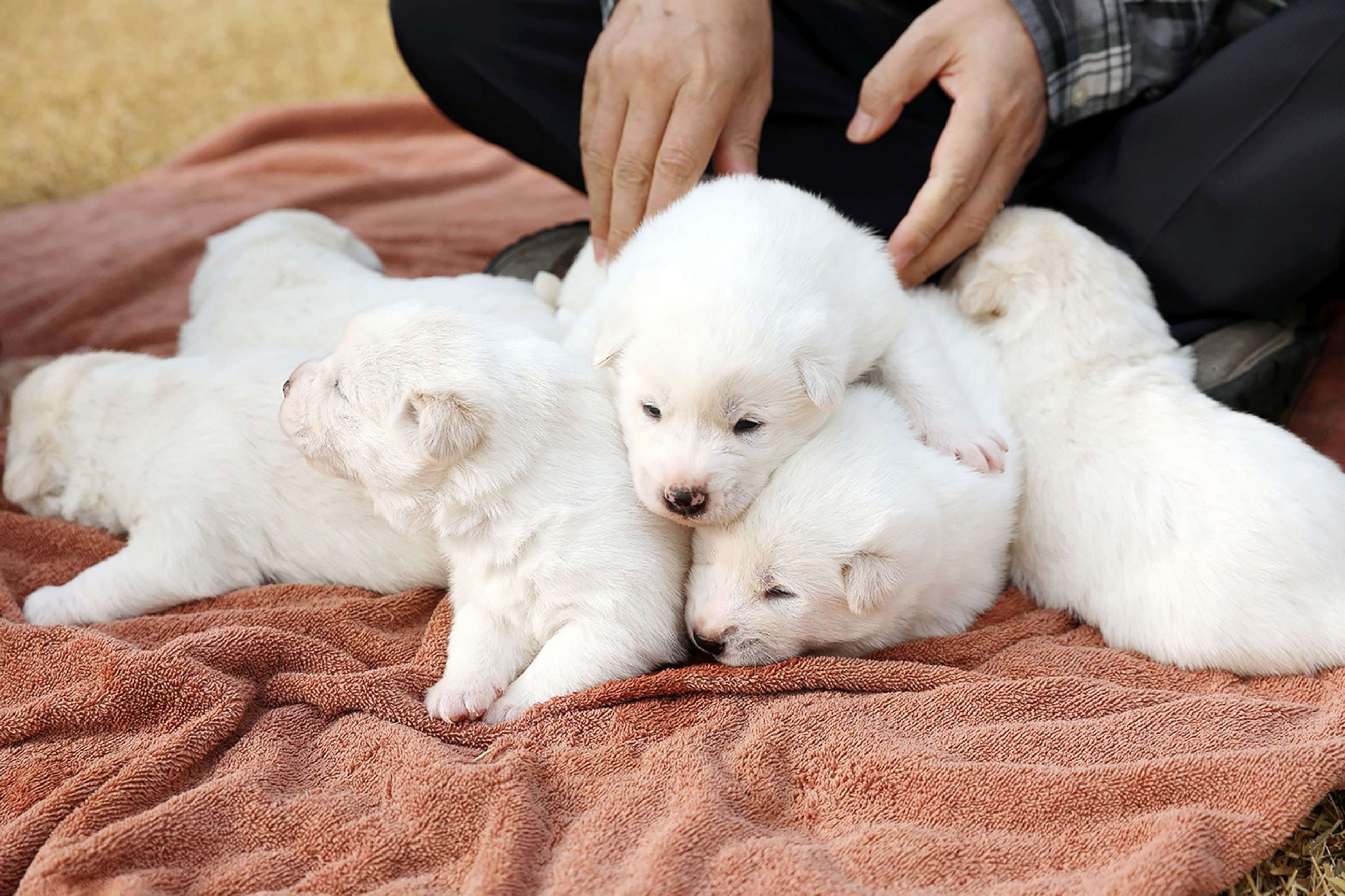 PHOTO: A hunting dog given to South Korea by North Korea gave birth to six puppies.