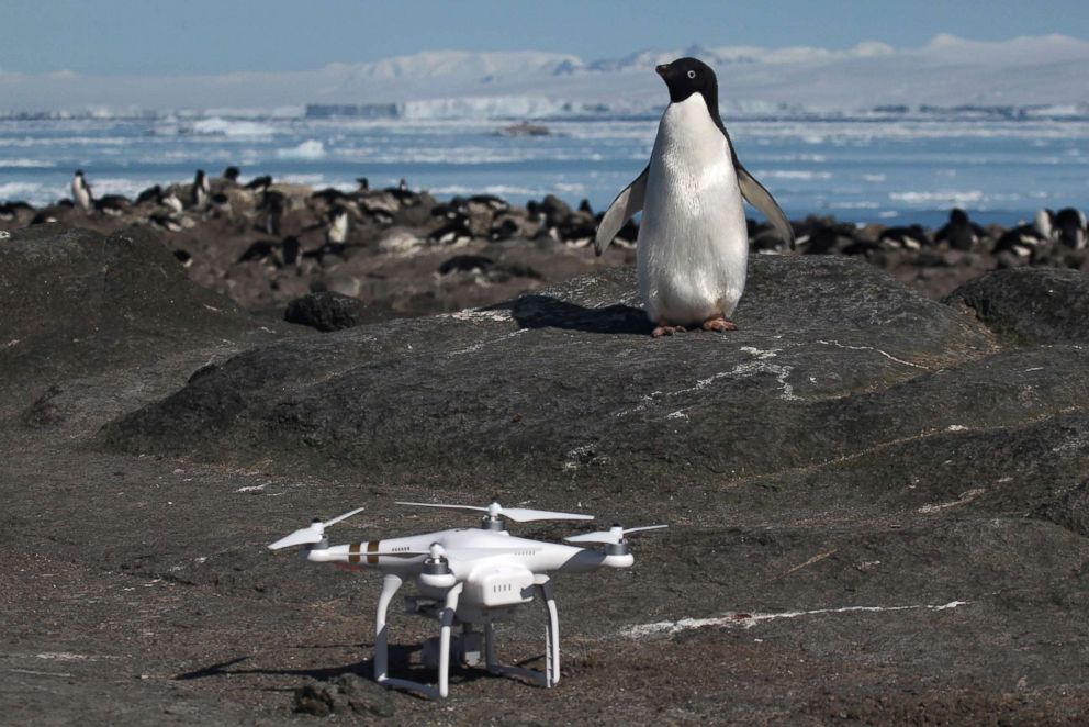 PHOTO: An Adelie penguin looks at a drone on Heroina Island, Danger Islands, Antarctica. Scientists used drones in their research to help count the large colony of nesting birds.