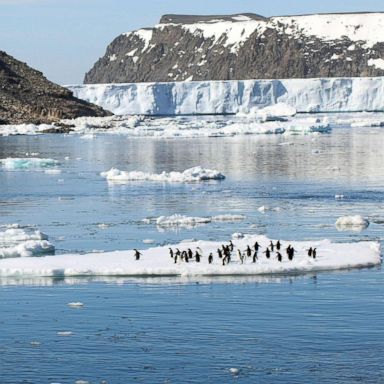 penguin-colony-float-gty-ps- penguin-colony-float-gty-ps-