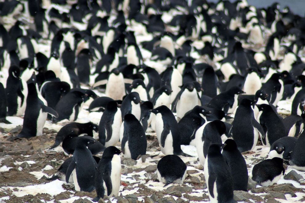 PHOTO: A thriving "hotspot" of some 1.5 million Adelie penguins has been discovered on the remote Danger Islands in the east Antarctic, surprised scientists.