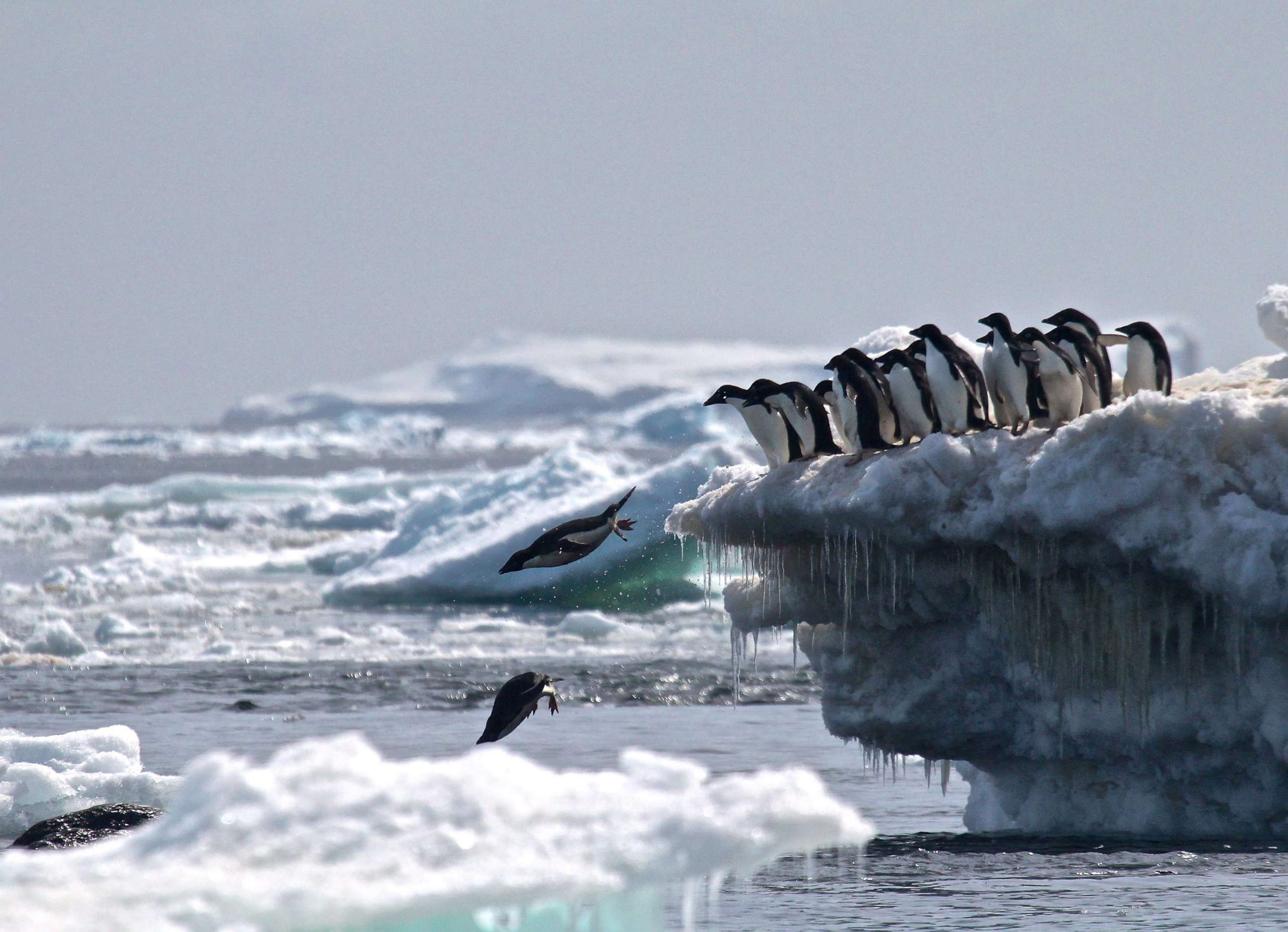 PHOTO: Adelie penguins leap off an iceberg into the sea in the Danger Islands, Antarctica.