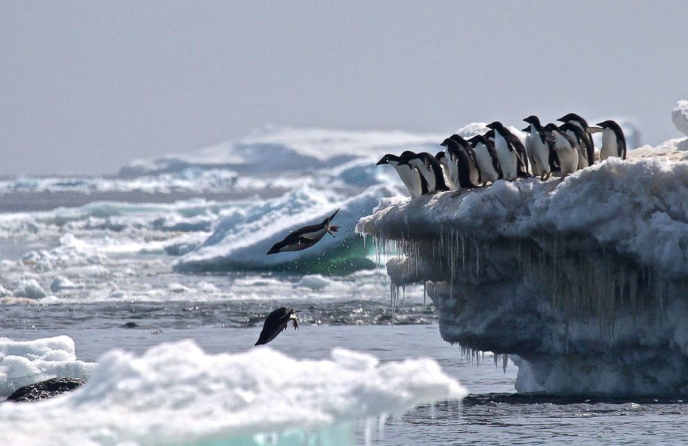 PHOTO: Adelie penguins leap off an iceberg into the sea in the Danger Islands, Antarctica.
