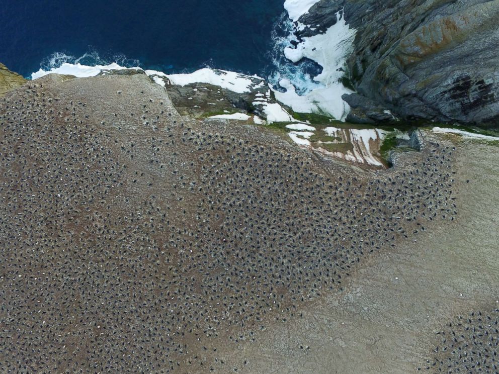 PHOTO: An aerial view of an Adelie penguin breeding colony on Heroina Island, Danger Islands, Antarctica.