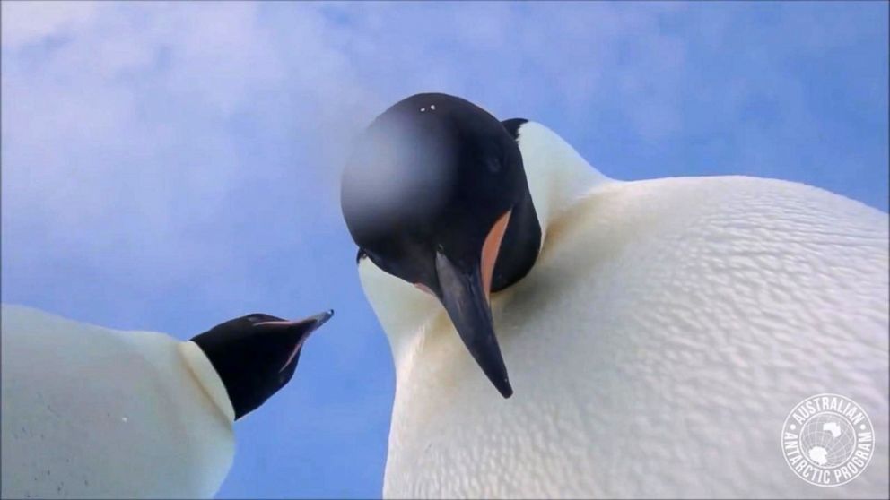 PHOTO: Two curious penguins starred in their own selfie video when they found a camera left on the ice in Antarctica, in a video shared on March 8, 2018.