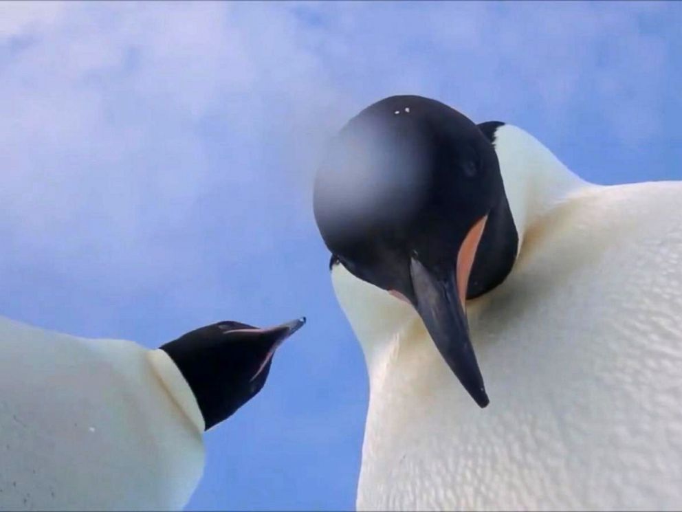Penguins pose for selfie video in Antarctica - ABC News