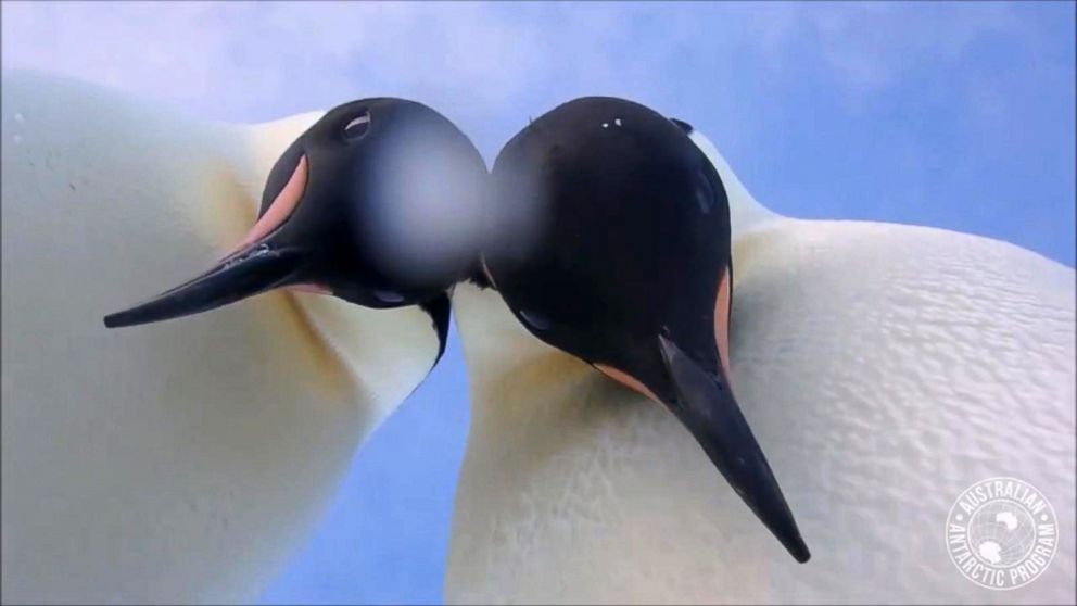 PHOTO: Two penguins starred in their own selfie video when they found a camera left on the ice in Antarctica, in a video shared on March 8, 2018.