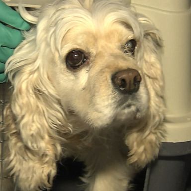 The city requires pets to quarantine for 14 days if they test positive for the virus.