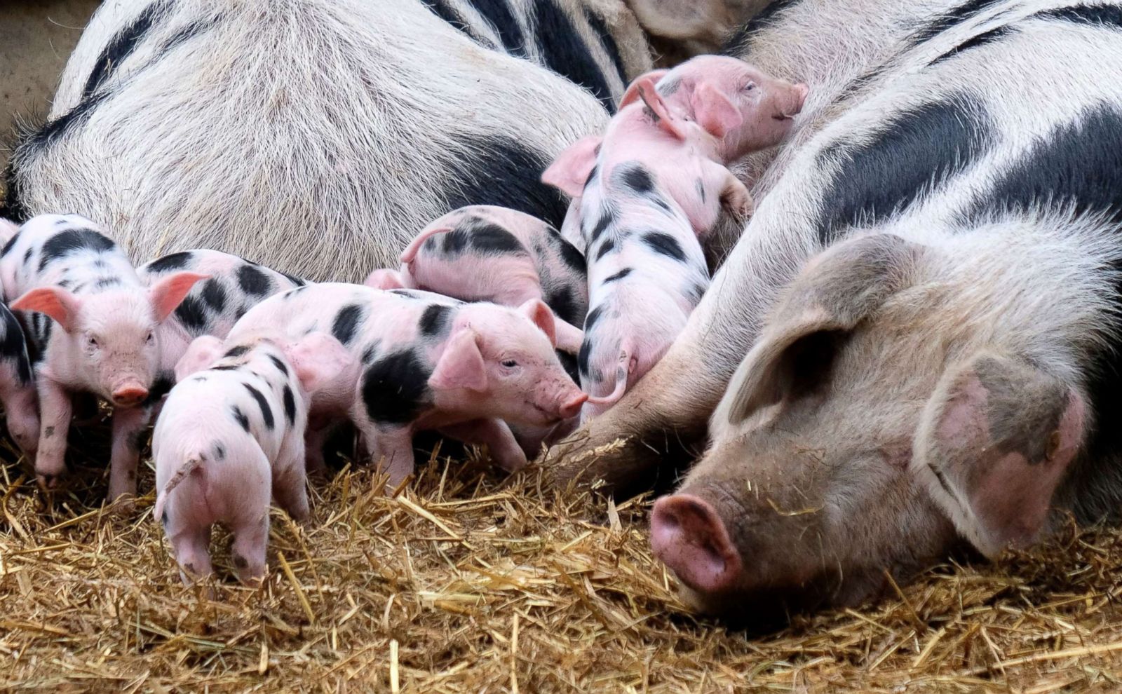 Piglets hang out in Germany 