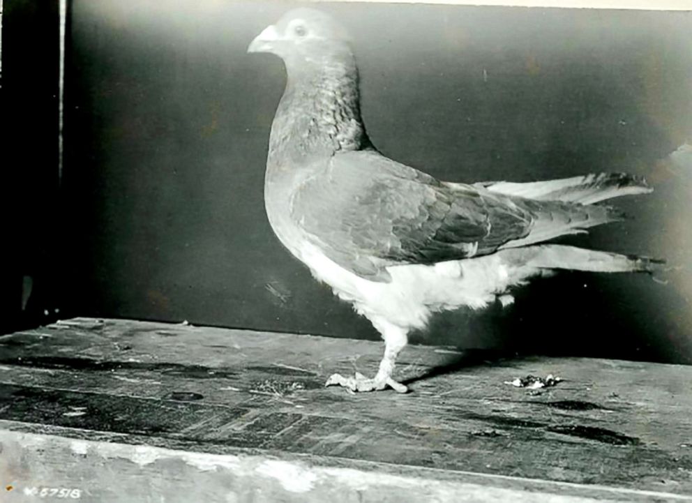 PHOTO: President Wilson, photographed in December 1919 by the Department of Defense, was described as a "hero bird" after he successfully delivered a message behind enemy lines while under fire during World War I.