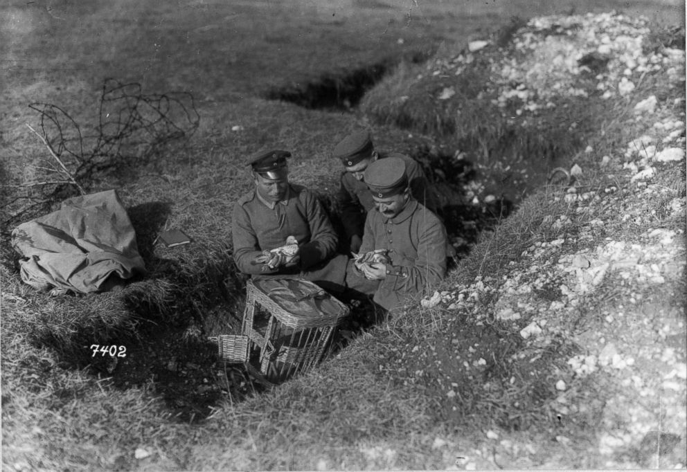 PHOTO:  Pigeons used on the Western Front by German troops to keep commanders in the rear up to date on the action and enemy movement.