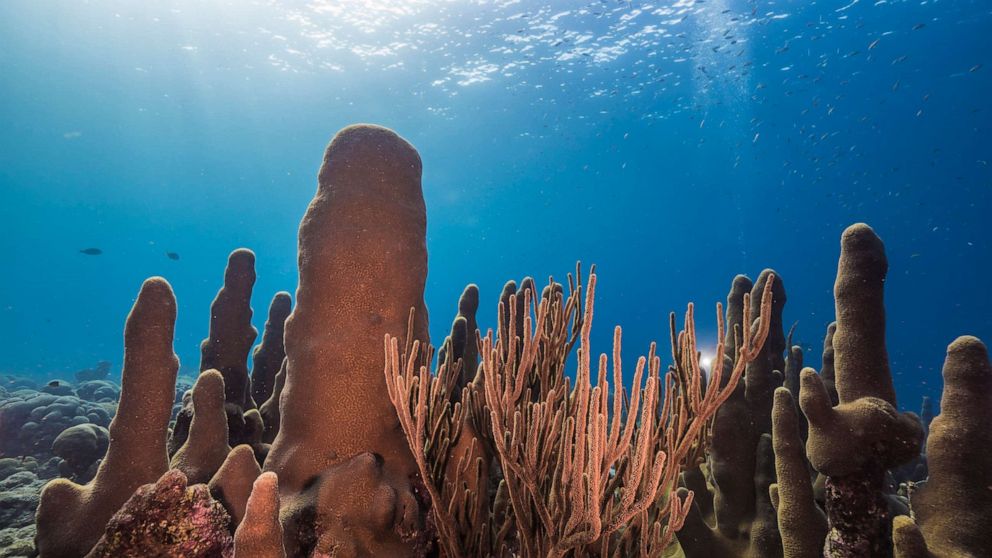 PHOTO: Pillar coral in Curacau, Dutch Antilles. 